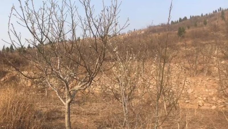 出租转让山场济南市长清区双泉镇庞庄村。