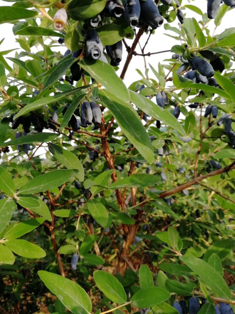 蓝靛果树两年苗，新品种大果蓝靛果树苗，当年种植当年结果苗