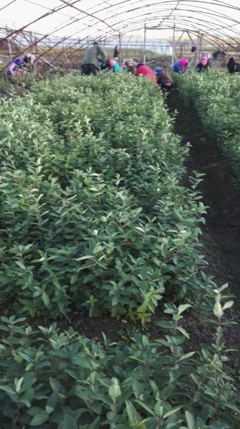 蓝靛果树两年苗，新品种大果蓝靛果树苗，当年种植当年结果苗