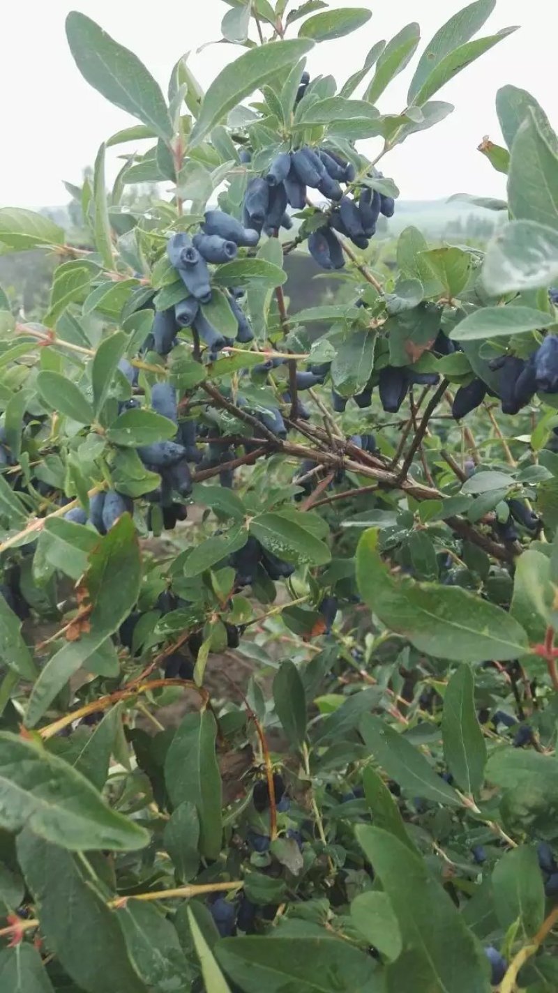 蓝靛果树两年苗，新品种大果蓝靛果树苗，当年种植当年结果苗