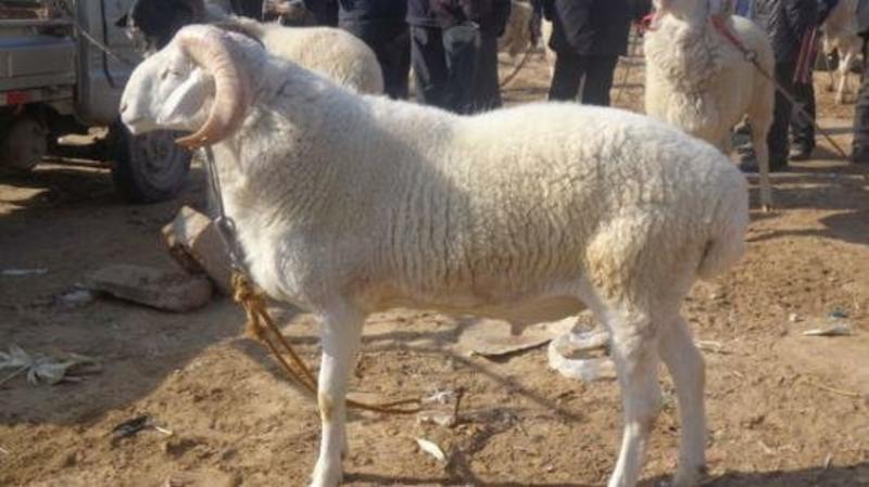 厂家直销小尾寒羊种羊羊苗自家放养常年供应量大从优