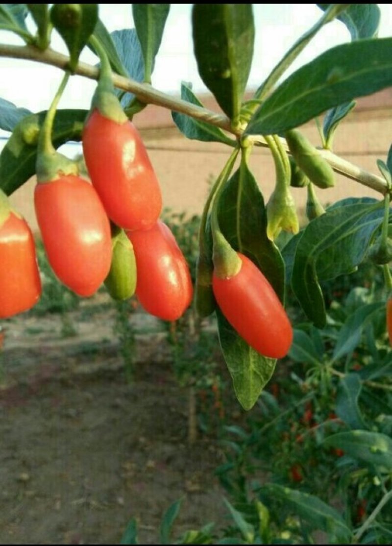 枸杞苗