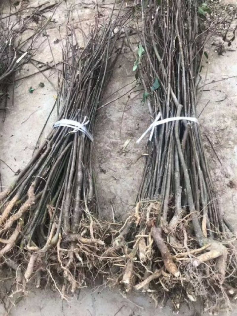 常年吴茱萸苗出售