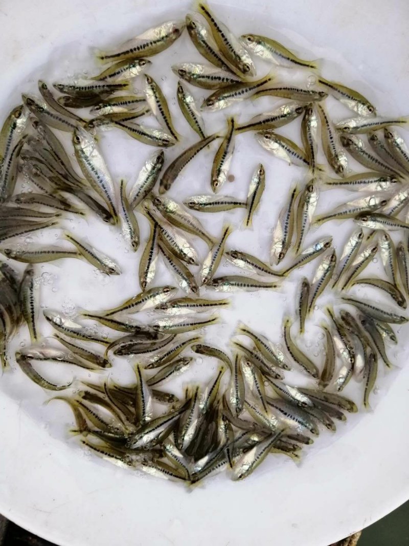 加洲鲈鱼苗淡水大嘿鲈批发驯化吃料货源充足
