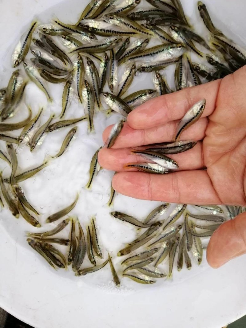 加洲鲈鱼苗淡水大嘿鲈批发驯化吃料货源充足
