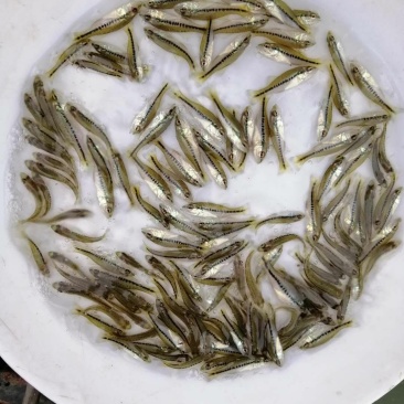 加洲鲈鱼苗淡水大嘿鲈批发驯化吃料货源充足