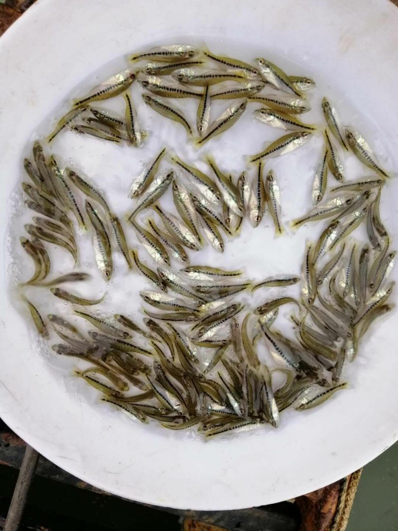 加洲鲈鱼苗淡水大嘿鲈批发驯化吃料货源充足