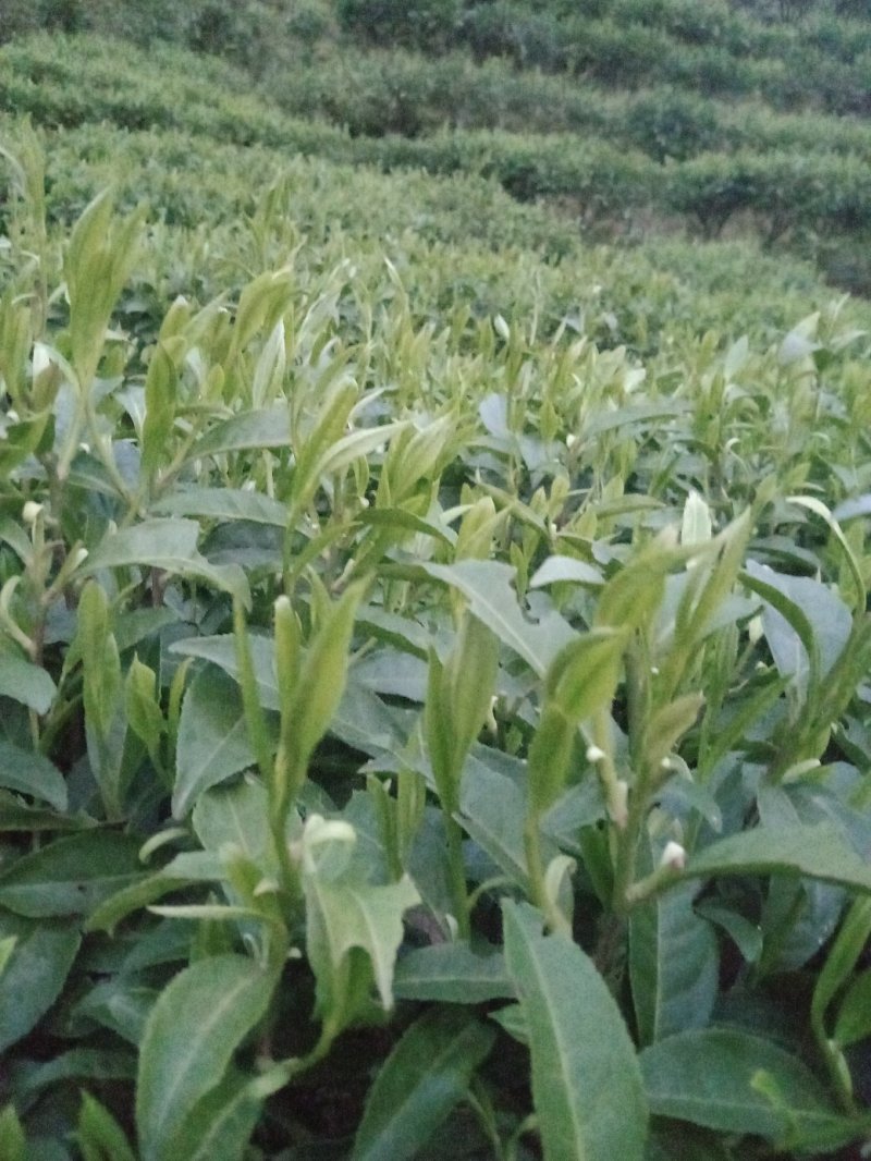 黄金茶