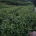 黄金茶