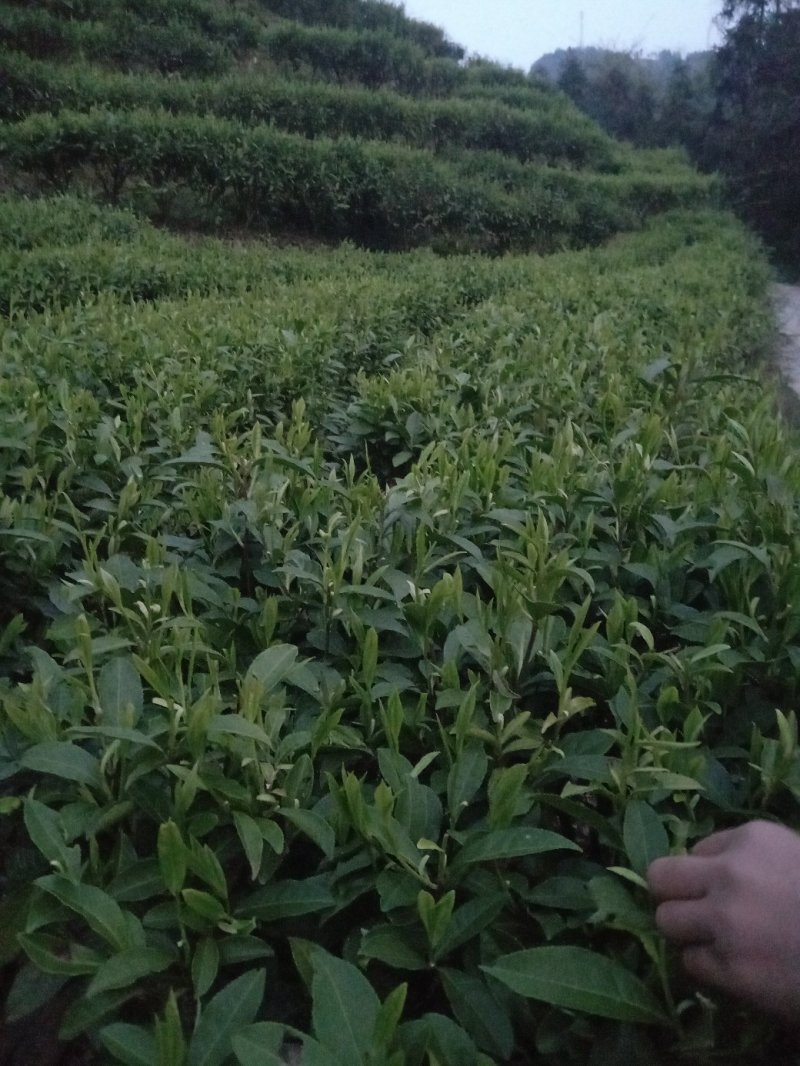 黄金茶