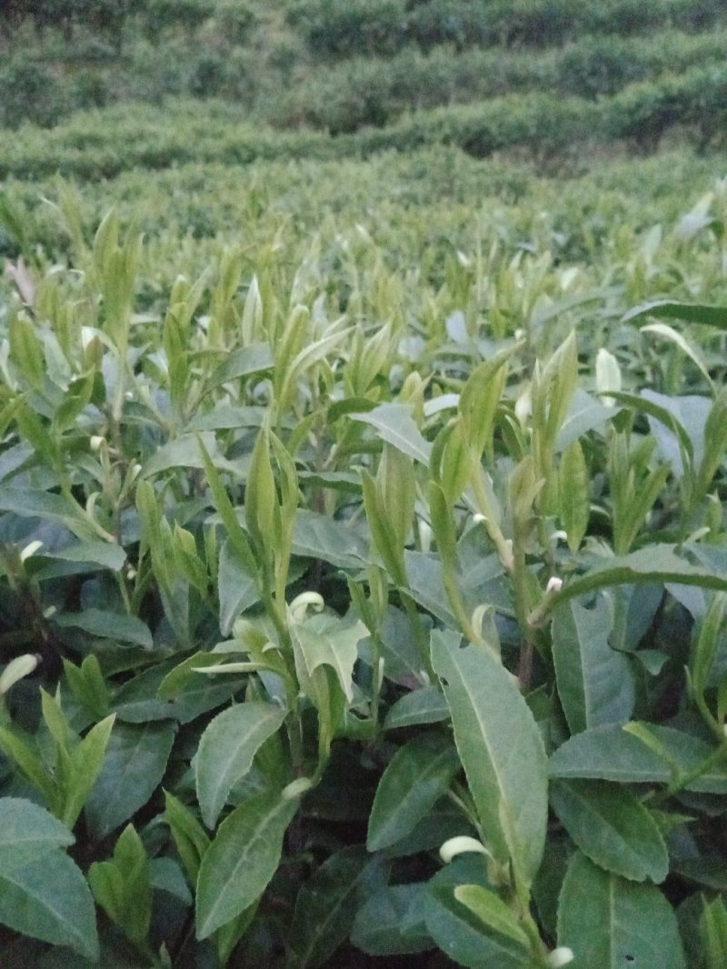 黄金茶
