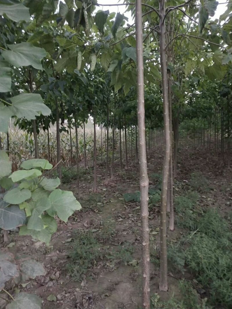 楸树