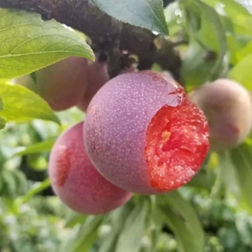 三华李苗