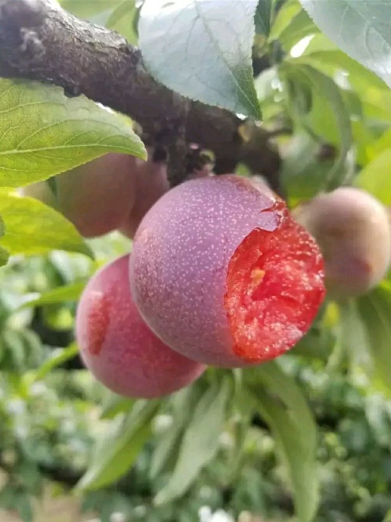 三华李苗