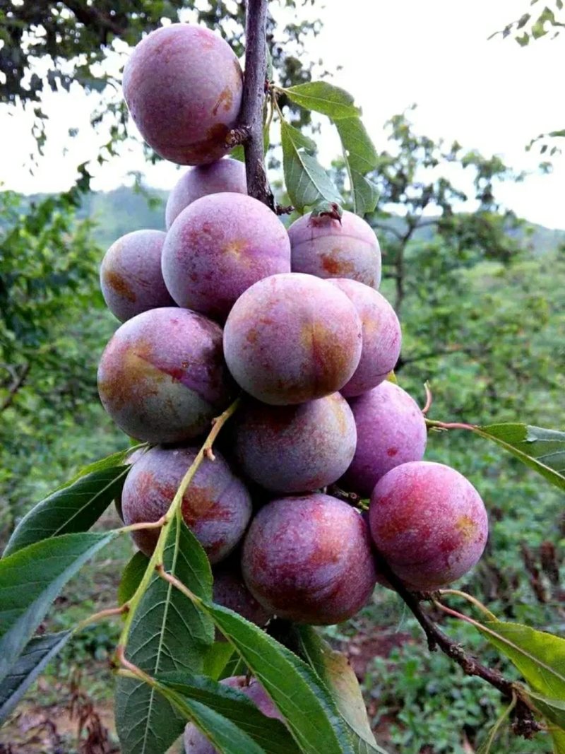 三华李苗