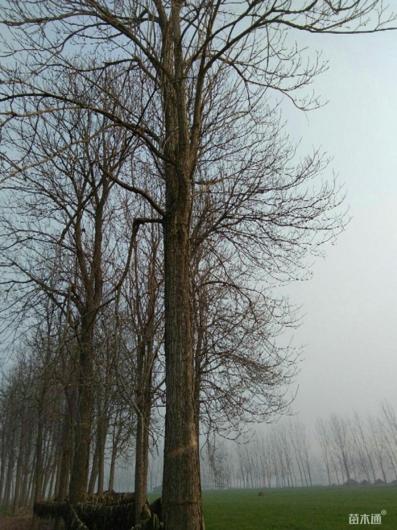 楸树。
