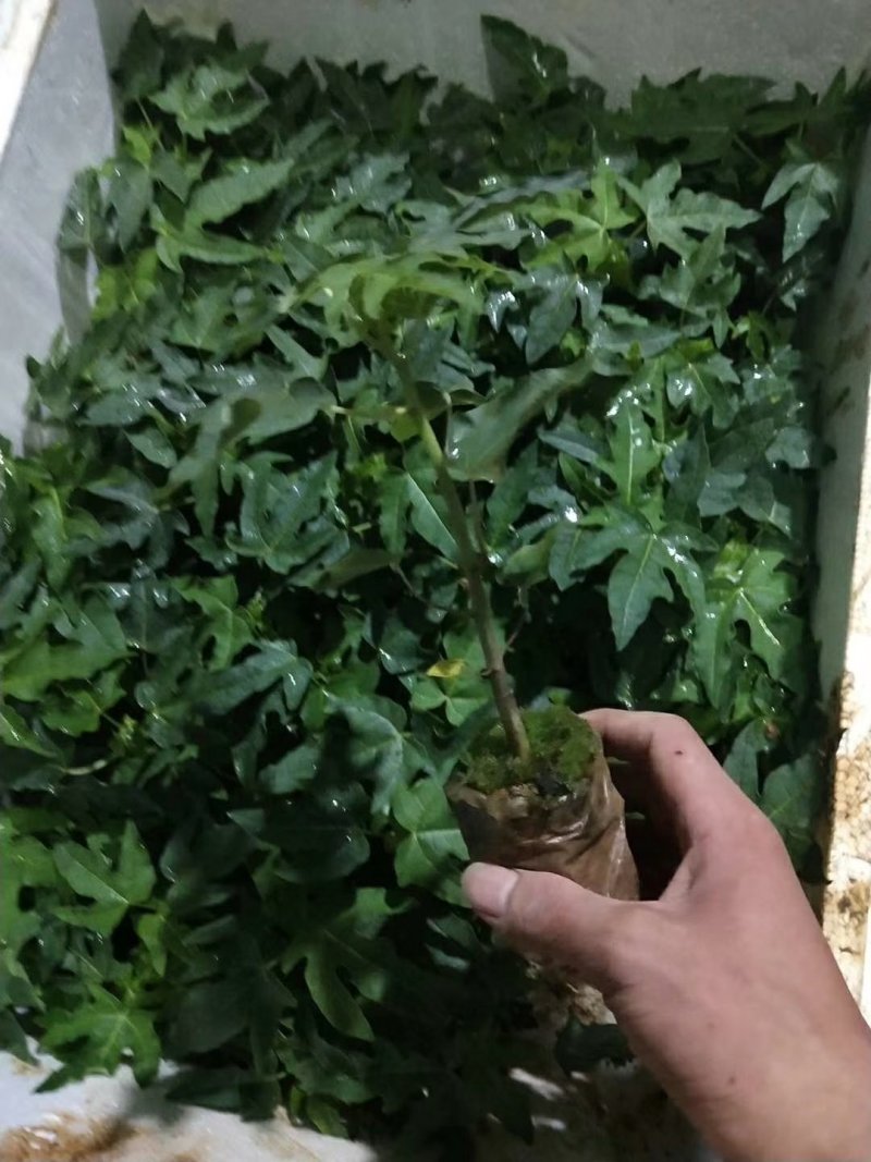 红心木瓜苗