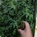 红心木瓜苗