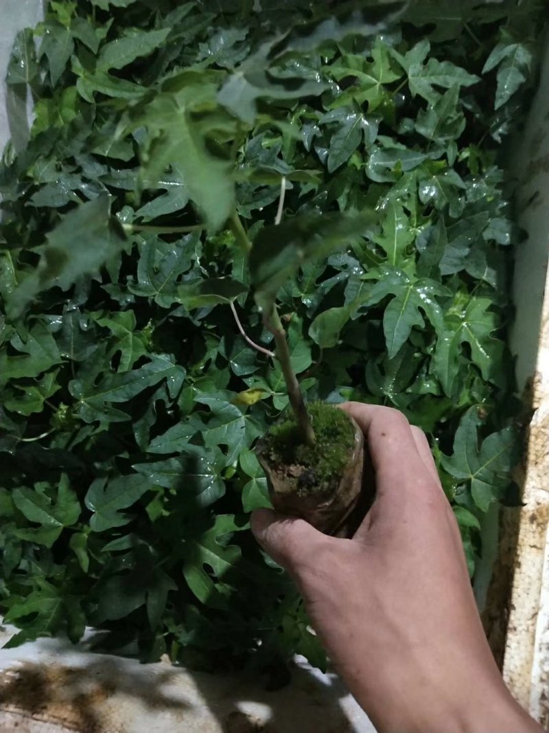 红心木瓜苗