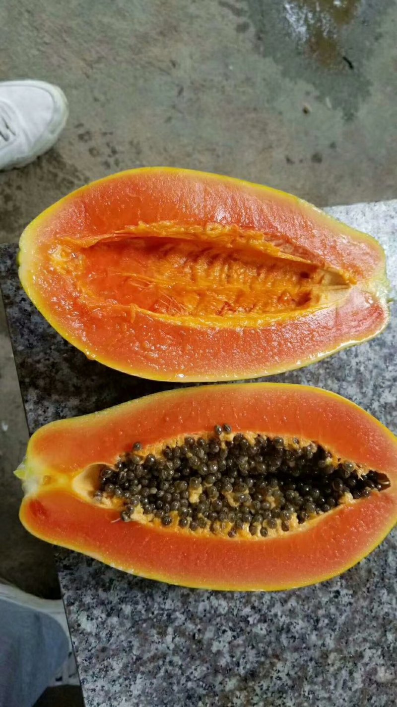 红心木瓜苗