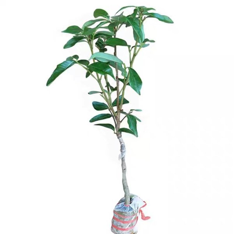 广西灵山，无核荔枝苗，桂味，妃子笑荔枝苗