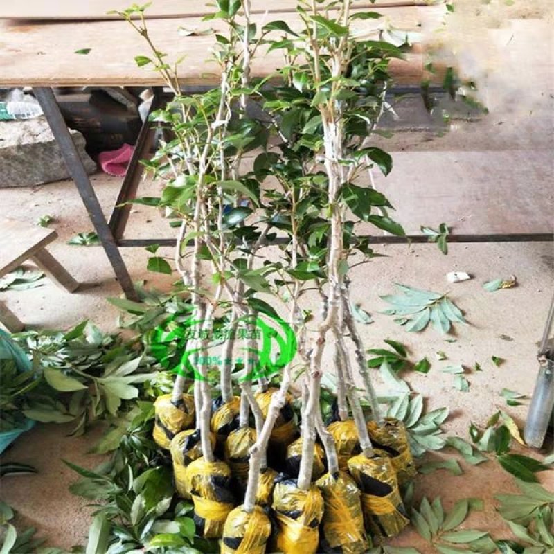 广西灵山，无核荔枝苗，桂味，妃子笑荔枝苗