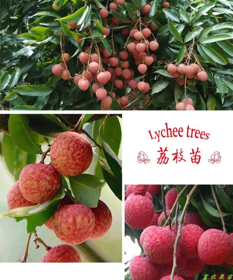 广西灵山，无核荔枝苗，桂味，妃子笑荔枝苗