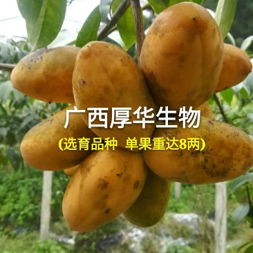 华俄航育1号九月黄软籽香甜品种~食客欢迎的好品种！