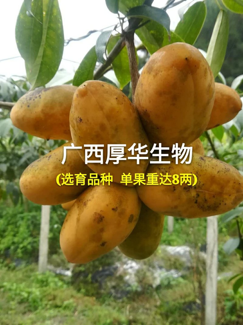 华俄航育1号九月黄软籽香甜品种~食客欢迎的好品种！