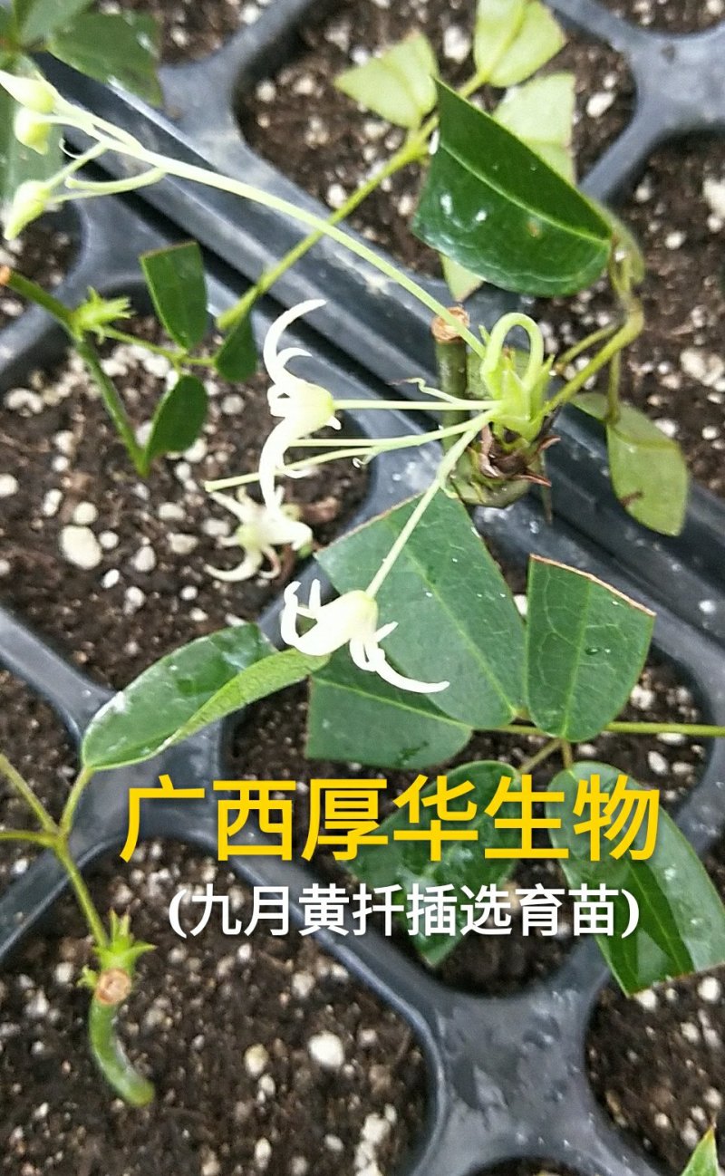 华俄航育1号九月黄软籽香甜品种~食客欢迎的好品种！