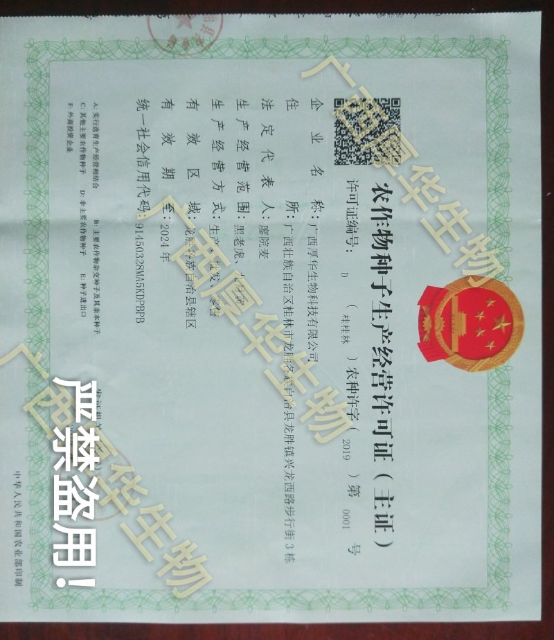 华俄航育1号九月黄软籽香甜品种~食客欢迎的好品种！