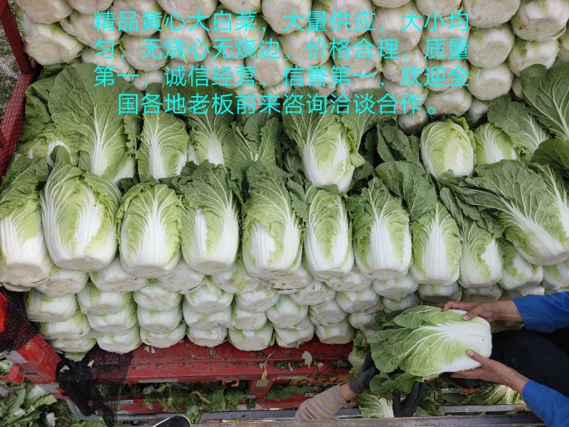 【精品】山东兰陵菊锦黄心大白菜开始上市，物美价廉！