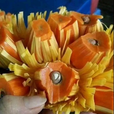 红肉菠萝蜜苗