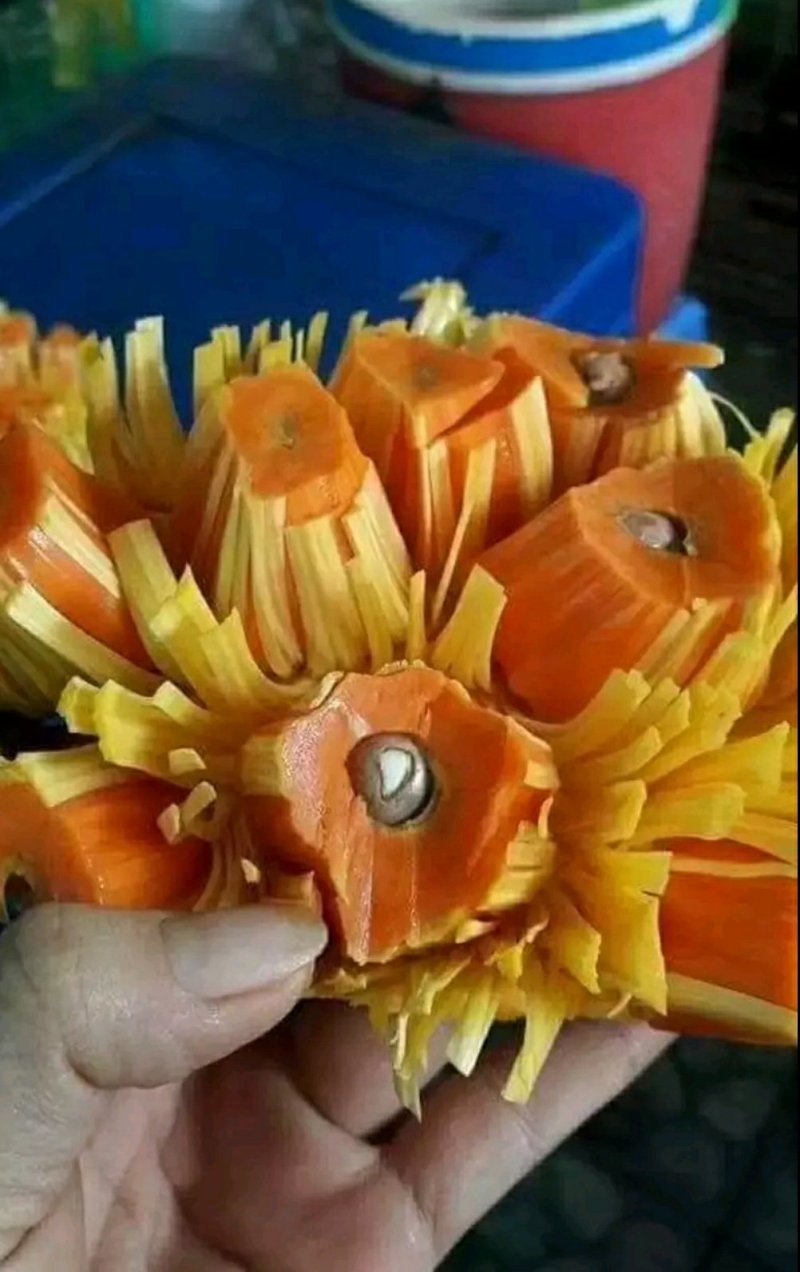 红肉菠萝蜜苗