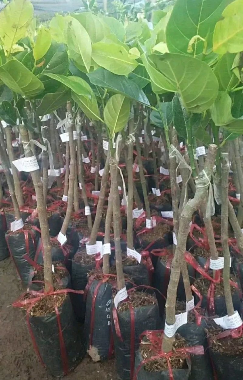 红肉菠萝蜜苗