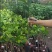 红肉菠萝蜜苗
