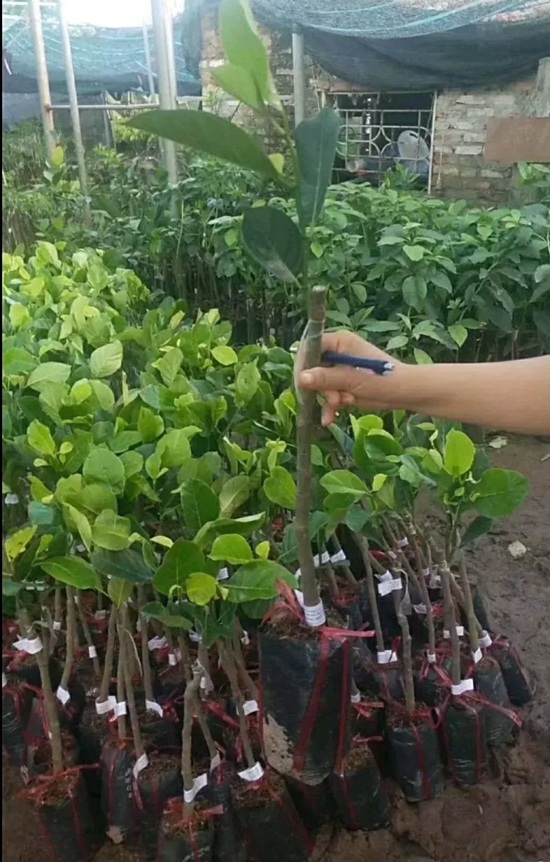 红肉菠萝蜜苗