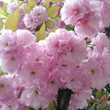 樱花苗，大花复辦量大优惠
