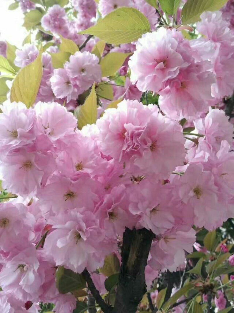 樱花苗，大花复辦量大优惠