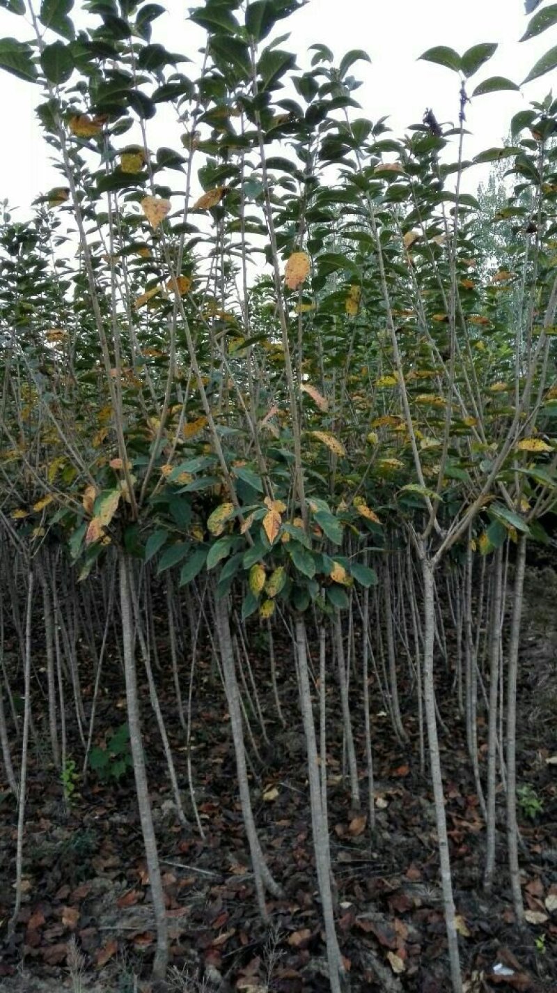樱花苗，大花复辦量大优惠
