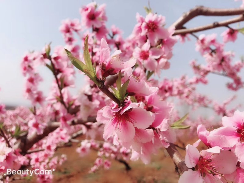 桃子，