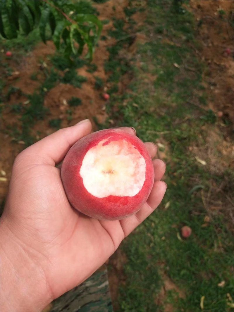 桃子，