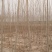 107杨树插条便宜出售