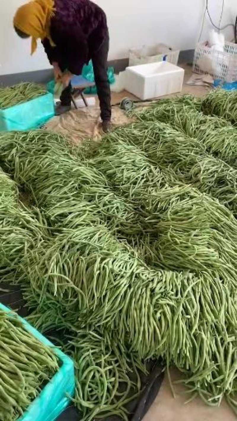 白云豆，四季豆，黄瓜
