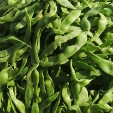 芸豆十厘米左右1.6