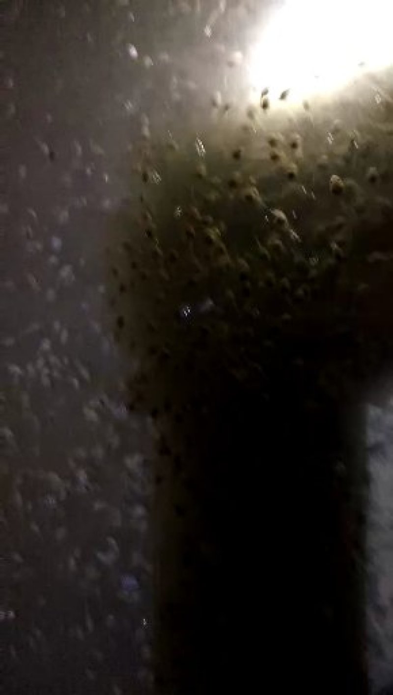 蝌蚪苗预定中，，，