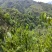 大瑶山野生石崖茶养生茶明前头春茶嫩芽量大价优