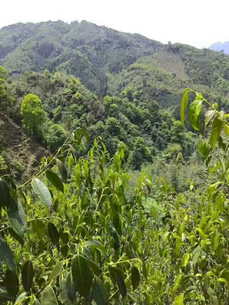 大瑶山野生石崖茶养生茶明前头春茶嫩芽量大价优
