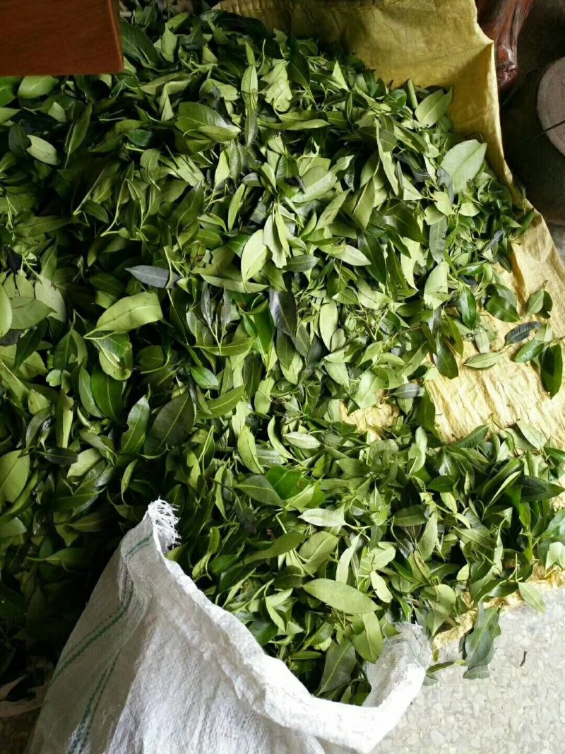 大瑶山野生石崖茶养生茶明前头春茶嫩芽量大价优