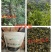 大瑶山野生石崖茶养生茶明前头春茶嫩芽量大价优